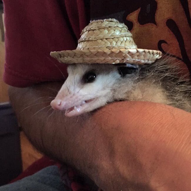 Extra small opossum